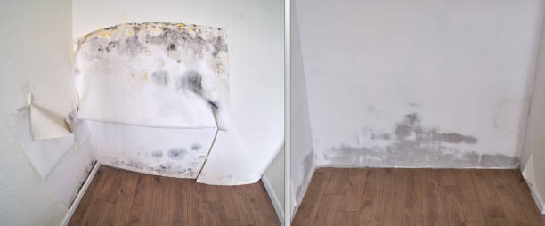 Best Commercial Mold Removal  in Grenada, MS